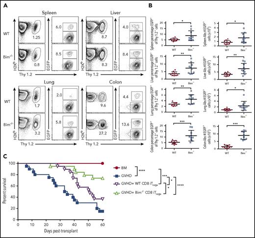 Figure 7. CD8+ Bim−/− Tregs are more potent than wild-type CD8+ Tregs for the suppression of lethal GVHD. Irradiated Balb/c mice were transplanted with 8 × 106 B6.PL (Thy1.1+) BM together with spleen cells (adjusted to yield a dose of 0.6 × 106 αβ T cells). Animals also received either 0.6 × 106 in vitro-differentiated alloantigen-induced CD8+ Thy1.2+ Tregs from FoxpEGFP (red circles, n = 10) or Bim−/− Foxp3EGFP (blue boxes, n = 10) mice. (A) Representative contour plots depicting the percentage of H-2Kb+ Thy1.2+ Tregs 10 days posttransplantation. (B) The percentage of CD8+ Tregs that maintained Foxp3 expression and the absolute number of CD8+ Foxp3+ T cells in the spleen, liver, lung, and colon of mice reconstituted with adoptively transferred CD8+ FoxpEGFP or CD8+ Bim−/− Foxp3EGFP Tregs cells. Data are from 2 experiments. (C) Lethally irradiated Balb/c mice were transplanted with B6 BM alone (red circle, n = 12) or together with B6 spleen cells. Cohorts of animals reconstituted with B6 BM and spleen cells then received either no additional cells (blue squares, n = 20) or in vitro-differentiated alloantigen-induced CD8+ Tregs from B6 FoxpEGFP (purple triangles, n = 19) or Bim−/− Foxp3EGFP (green triangles, n = 19) mice at a 1:1 ratio. Overall survival is depicted. Data are the cumulative results from 4 experiments. *P < .05; **P < .01; ***P < .001.