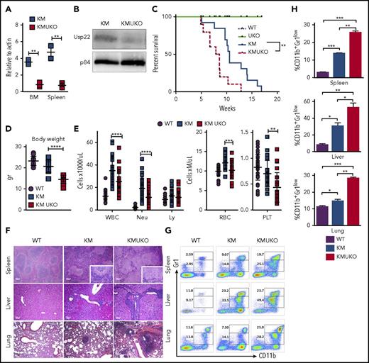 Figure 1. Usp22 deletion in Kras-driven MPN mice decreases mice survival. Usp22 mRNA (A) and USP22 protein (B) expression in bone marrow and spleen cells from KM and KMUKO mice. (C) Survival analysis of WT, UKO, KM, and KMUKO mice. (D) Body weight of 5-8-week-old mice of the indicated genotype. (E) Cell blood counts in WT, KM, and KMUKO mice at 4-7 weeks of age. (F) Hematoxylin and eosin staining of spleen, liver, and lung sections from the indicated mice. Spleen sections from KMUKO mice showed complete effacement of normal architecture by neoplastic cells and reduction of the white pulp. Liver sections from KMUKO mice were severely infiltrated by nonlymphoid cells that occurred with congestion of central veins. Lung sections from KMUKO mice presented areas of consolidation with accumulation of immature dysplastic cells and massive intra-alveolar involvement likely leading to impaired lung function. Scale bars, 100 μm. (G-H) Infiltration of immature myeloid cells in the spleen, liver, and lung in 3-4-week-old WT, KM, and KMUKO mice. *P < .05, **P < .01, ***P < .001, ****P < .0001, unpaired 2-tailed Student t test (A,D-E,H); log-rank (Mantel-Cox) test (C). BM, bone marrow; Ly, lymphocytes; Neu, neutrophils; PLT, platelets; RBC, red blood cells; WBC, white blood cells.