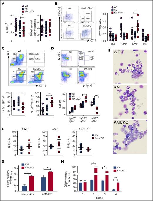 Figure 2. Usp22 deletion in KM mice blocks myeloid cell differentiation. (A) Bone marrow (BM) cell counts and their normalization to body weight. (B) Frequency of LSK cells, CMPs, GMPs, and MEPs from the indicated mice. (C) Frequency of myeloid cells: Gr1+CD11b+ primarily associated with mature myeloid cells and Gr1−/lowCD11b+ with immature cells. (D) Specific markers for detection of immature myelomonocytic cells (Ly6CintLy6G−), mature neutrophils (Ly6CintLy6G+), and monocytes (Ly6C+Ly6G−) after gating on CD11b+ cells. (E) Cytospin of BM cells isolated from the indicated mice. Wright-Giemsa stain, original magnification ×100. (F) BrdU incorporation analysis in CMPs, GMPs, and CD11b+ cells. (G) Colony-forming assay of whole BM (WBM) cells isolated from KM and KMUKO mice in the absence of cytokines or in the presence of GM-CSF (10 ng/mL). (H) Serial replating assay of BM cells isolated from the indicated mice in the presence of stem cell factor, interleukin-3 (IL-3), and IL-6. Representative data from 4 independent experiments. *P < .05, **P < .01, ***P < .001, unpaired 2-tailed Student t test.