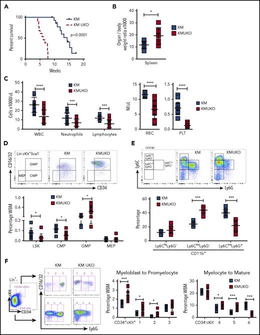 Figure 3. Mice reconstituted with bone marrow cells from KMUKO mice have shorter survival and accumulation of myeloblasts in bone marrow. (A) Survival curve of mice transplanted with 5 × 106 bone marrow cells from KM or KMUKO mice. (B) Spleen weight 5-7 weeks after transplant. (C) Blood cell counts 4 weeks after transplant. Frequency of LSK cells, CMPs, GMPs, and MEPs (D) and Ly6C Ly6G CD11b+ cells (E) in KM- and KMUKO-recipient mice. (F) Analysis of bone marrow cells using Lin (Ter119, B220, CD3, Mac1), CD34, cKit, CD16/32 (FcγRII/III), and Ly6G antibodies. Lin− cells were separated into CD34+cKit+ and CD34−cKit− cells, and expression of CD16/32 and Ly6G was analyzed. KMUKO-recipient mice had increased numbers of myeloblasts (CD34+cKit+ fractions 1 and 2) and decreased numbers of segmented mature neutrophils (CD34−cKit− fraction 6), indicating a block at the myeloblast stage of maturation. *P < .05, **P < .01, ***P < .001, ****P < .0001, unpaired 2-tailed Student t test. PLT, platelets; RBC, red blood cells; WBC, white blood cells.