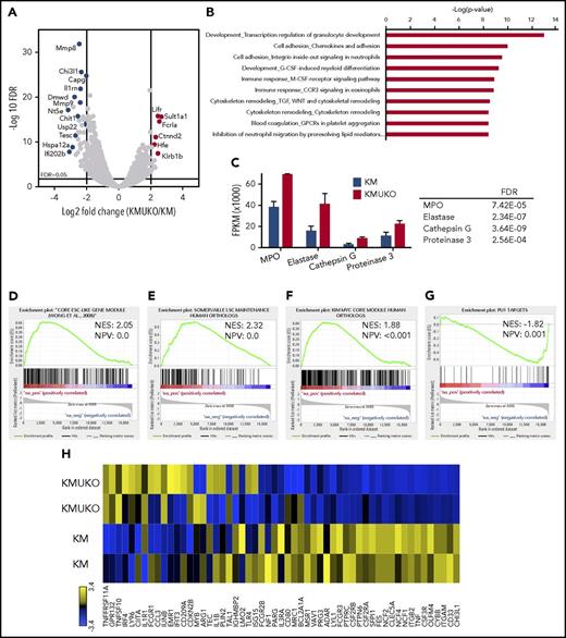 Figure 4. Expression profile of KMUKO myeloid progenitors resembles AML. Bone marrow progenitors were isolated from 7-9-week-old KM and KMUKO mice and analyzed by RNA sequencing. (A) Volcano plot analysis of all transcripts in KMUKO vs KM myeloid progenitors. (B) Top 10 pathways affected in KMUKO cells compared with KM cells. (C) mRNA expression of myeloperoxidase (MPO), elastase, cathepsin G, and proteinase 3 in bone marrow progenitors from the indicated mice. GSEA showing that genes upregulated in KMUKO progenitors are significantly correlated with genes associated with embryonic stem cells (D) and leukemia stem cells (E). Targets of the Myc oncogene were highly enriched in KMUKO progenitors (F), whereas PU.1 target genes were inversely correlated (G). (H) Heat map showing PU.1 target genes from analysis in (G).