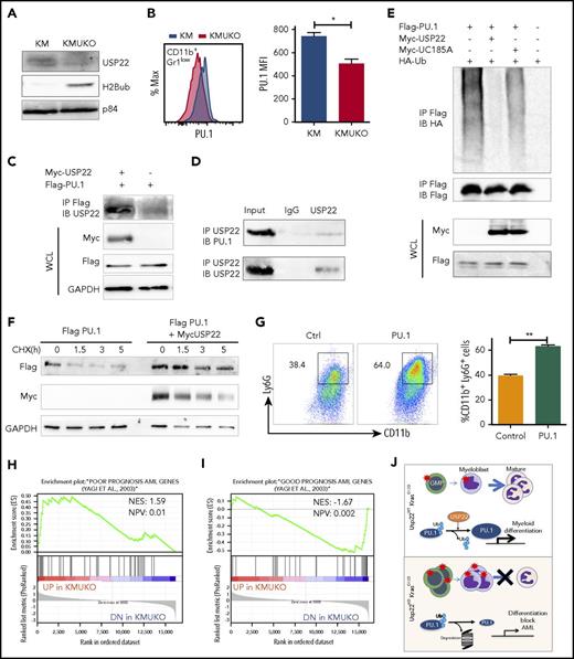 Figure 5. USP22 protects PU.1 from proteasomal degradation. (A) Analysis of USP22 and H2Bub protein expression by western blot in myeloid progenitors. p84 was used as a loading control. (B) PU.1 expression in KM and KMUKO CD11b+Gr1low cells by flow cytometry. (C) USP22 and PU.1 interaction in HEK293 cells overexpressing myc-USP22 and Flag-PU.1. (D) USP22 and PU.1 endogenous interaction in cells isolated from KM mice. (E) PU.1 ubiquitylation in HEK293 cells expressing myc-USP22 WT or C185A mutant. (F) PU.1 protein stability in HEK293 cells overexpressing Flag-PU.1 and myc-USP22. (G) CD11b+Ly6G+ expression in cKit+ KMUKO cells transduced with murine stem cell virus retrovirus control or PU.1 and cultured in methylcellulose with GM-CSF (10 ng/mL) for 7 days. (H) GSEA showing that genes upregulated in KMUKO progenitors were highly correlated with genes associated with pediatric AML with poor prognosis. (I) Inverse correlation between genes downregulated in KMUKO progenitors and genes associated with pediatric AML with good prognosis. (J) Overview of USP22 function in Kras-induced MPNs: Kras activation leads to increased proliferation and differentiation of myeloid cells. Absence of USP22 blocks myeloid differentiation that results in the accumulation of GMPs and myeloblasts, leading to AML. At the molecular level, USP22 interacts and deubiquitylates PU.1, increasing its protein stability. This results in the expression of genes necessary for the differentiation of myeloid cells. In the absence of USP22, the levels of PU.1 protein and its target genes decrease, leading to a differentiation block and leukemic transformation.