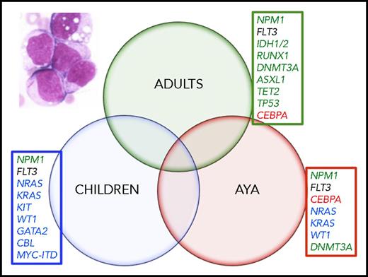 Figure 1. Somatic mutations have variable frequencies across age groups. Mutations most commonly found in adults are noted in green. Mutations most commonly found in AYAs are noted in red print. Mutations most commonly found in children are in blue print. FLT3-ITD (black) mutations occurred in nearly equal frequency across the age groups. Inset, blood film of acute myelogenous leukemia; multiple myeloblasts, one contains a prominent Auer rod. (Wright-Giemsa stain; original magnification ×1000).