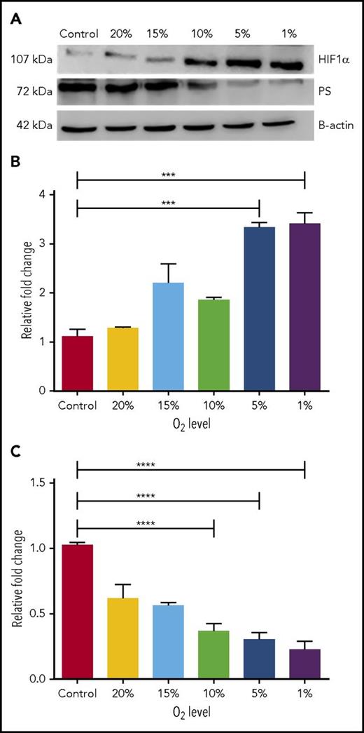 Figure 1. HIF1α downregulates PS expression in hypoxic HEPG2 cells. (A) Representative immunoblots showing relative PS and HIF1α protein levels in HEPG2 cells grown at different O2 concentrations. (B) Relative HIF1α mRNA levels in HEPG2 cells grown at different concentrations of O2. (C) Relative PS mRNA levels in HEPG2 cells grown at different concentrations of O2. ****P < .0001.