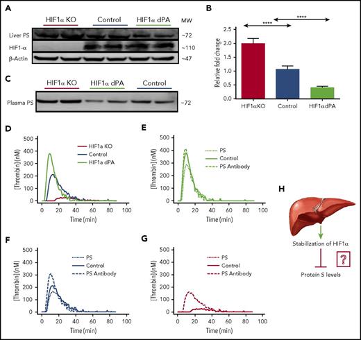 Figure 2. HIF1α regulates PS expression in the mouse liver. (A) Representative immunoblots showing relative PS and HIF1α protein levels in livers from HIF1α liver-specific knockout mice, control mice, and liver-specific HIF1α dPA mice. Each blot contained samples from 2 mice belonging to each category. The reported data are representative of 3 separate immunoblots, and the blot densities are quantified in supplemental Table 1. (B) Relative PS mRNA levels in the livers of control mice, HIF1α liver-specific knockout (KO) mice, and liver-specific HIF1α dPA mice (n = 5 per group). (C) Representative immunoblots assessing relative amounts of PS in plasmas from HIF1α liver-specific knockout mice, liver-specific HIF1α dPA mice, and control mice. (D) The graph shows relative thrombin generation by the plasmas from HIF1α liver-specific knockout mice, control mice, and liver-specific HIF1α dPA mice. (E) The graph shows thrombin generation by plasma from liver-specific HIFα dPA mice that was inhibited by addition of exogenous PS. (F) The graph shows relative thrombin generation from control mouse plasma following addition of anti-PS antibody or exogenous PS. (G) Thrombin generation by plasma from HIF1α liver-specific knockout mice in the presence of PS or anti-PS antibody. (H) Model depicting stabilization of HIF1α in mouse liver suppresses PS expression. ****P < .0001.