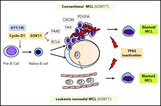 MCL pathogenesis and molecular subtypes. Classical MCL and leukemic, nonnodal MCL are derived from distinct B-cell populations and are transformed via distinct biological pathways. Both subtypes possess t(11;14) and may undergo blastoid transformation, which is frequently associated with disruption of TP53. Reprinted with permission from Puente et al.2