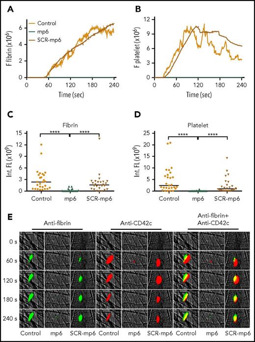 Figure 6. The effect of mP6 on fibrin generation and platelet thrombus formation in vivo using laser-induced mouse arteriolar thrombosis model. Intravital microscopy was used to monitor fibrin generation and platelet thrombi in vivo after laser-induced cremaster arteriole wall injury in wild-type mice treated with or without selective outside-in signaling inhibitor mP6 (10 µmol/kg) or scrambled control peptide (mP6Scr; 10 µmol/kg). The median integrated (Int.) fluorescence (FL) signals of fibrin (A) and platelets (B) from 28 thrombi in mP6-treated mice, 26 thrombi in mP6Scr-treated mice, or 27 thrombi in untreated mice are shown as a function of time. The median of the total FL detected over time for fibrin (C) or platelets (D) is shown, calculated by integrating the area under the curve. (E) Representative images of fibrin generation (green) and platelet thrombi formation (red) and merged images. ****P < .0001.