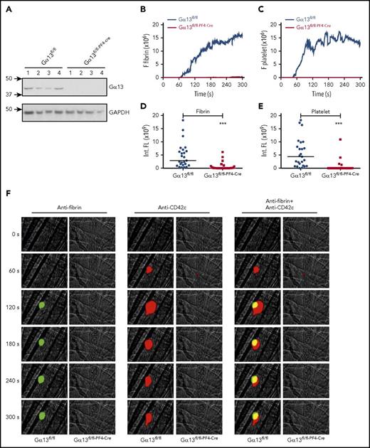 Figure 7. Diminished fibrin generation and platelet thrombus formation in Gα13 fl/fl–PF4-Cre mice in vivo. Intravital microscopy was used to monitor fibrin generation and platelet thrombi in vivo after laser-induced cremaster arteriole wall injury in Gα13fl/fl control and Gα13fl/fl–PF4-Cre mice. (A) Western-blot analysis of Gα13 expression in platelets from Gα13fl/fl and Gα13fl/fl–PF4-Cre mouse. (B-C) The median integrated (Int.) fluorescence (FL) signals of fibrin (B) and platelets (C) from 25 thrombi in Gα13fl/fl control mice and from 27 thrombi in Gα13fl/fl–PF4-Cre mice are shown as a function of time. (D-E) The median of the total FL detected over time for fibrin (D) or platelets (E) is shown, calculated by integrating the area under the curve. (F) Representative images of fibrin generation (green) and platelet thrombi formation (red) and merged images. ***P < .001. GAPDH, glyceraldehyde-3-phosphate dehydrogenase.