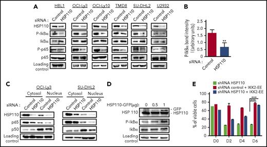 Figure 2. HSP110 expression has an impact on NF-κB signaling. (A) Immunoblot analysis of HSP110, p-IκBα, p-p65, IκBα, and p65 at 48 hours after transfection with an siRNA targeting HSP110 or a control siRNA. β-actin served as a loading control. (B) p-IκB band intensity from immunoblots shown in (A) and determined from all cell lines (except U2932) relative to the loading control, data are presented as the mean ± standard deviation (n = 5; not U2932; P < .01). (C) Immunoblot analysis of HSP110, p65, and p50 content in the nucleus and cytosol of OCI-Ly3 and SU-DHL2 48 hours after transfection with an siRNA targeting HSP110 or a control siRNA. β-actin served as a loading control (n = 3). (D) Immunoblot analysis of HSP110, p-IkB, and IκB in SU-DHL2 cells 48 hours after transfection with plasmids coding for HSP110-GFP (n = 3). HSC70 served as a loading control. (E) Kinetics of cell survival determined by annexin-V/7AAD staining on HBL1 stably expressing either shRNA HSP110, shRNA control plus IKK2-EE, or shRNA HSP110 plus IKK2-EE, data are presented as the mean ± standard deviation (n = 3). **P < .01; ***P < .001.