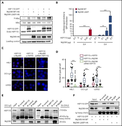 Figure 4. HSP110 interacts with MyD88 to enhance NF-κB signaling. (A) Immunoblot analysis of p-IκB, IκB, HSP110, and MyD88 in Burkitt lymphoma (BJAB) cells 48 hours after transfection with plasmids coding for HSP110-GFP, and/or MyD88 WT, or MyD88 L265P. HSC70 served as a loading control (n = 3). (B) Luciferase reporter experiment in HEK293T cells. Cells co-transfected with GFP reporter (internal control) and NF-κB luciferase reporter plasmid with or without increasing concentrations of untagged HSP110 and with or without 0.4 μg of Myd88 L265P or Myd88 WT plasmids (n = 3). Shown are relative luciferase values (luciferase:GFP ratio). Data are presented as the mean ± standard deviation. (C) In cellulo interaction of HSP110 with MyD88 was determined in HBL1, OCI-Ly3, and U2932 by Duolink technology in the presence or not of siRNA HSP110. HSP70 was used as a positive control for HSP110 interaction (1 representative image is shown for each condition). Scale bar represents 20 μm. (D) Quantitation of HSP110-HSP70 and HSP110-MyD88 spots per cell determined by Duolink technology as in (A). Boxplots depict the mean (line), the 25-75 percentiles (box) and the 10-90 percentiles (whiskers). (E) Immunoprecipitation (IP) of HSP110 and MyD88 in SU-DHL2 and OCI-Ly3 cells followed by immunoblot using an anti-MyD88 and anti-HSP110 antibody. A nonrelevant antibody was used as a control (IP control) (n = 3). (F) Immunoprecipitation of HSP110-GFP (IP-GFP) and MyD88-HA (IP-HA) in HEK293 cells 48 hours after transfection with plasmids coding for HSP110-GFP with or without MyD88-HA L265P (0.7 µg) or MyD88-HA WT (0.7 µg) (n = 3). Endo, endogenous. **P < .01; ***P < .001.