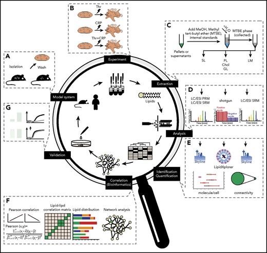 Figure 1. Comprehensive lipidomic analysis for the absolute quantification of the platelet lipidome. (A) Platelet isolation and purification from mice and human models. (B) Ex vivo stimulation using different stimuli. (C) Lipid extraction and internal standard addition applying to lipid-category tailored analysis. (D) Lipid analysis by shotgun or targeted lipidomic analysis. (E) Data analysis and structural characterization by LipidXplorer or Skyline, followed by absolute quantification of all detected lipid species. (F) Establishment of a correlation and anticorrelation lipid-lipid matrix to form a lipid network. Elucidation of knockout (KO) models and perturbation-specific differences identified from absolute quantification of lipids. (G) Validation by additional ex vivo experiments, including functional assays.