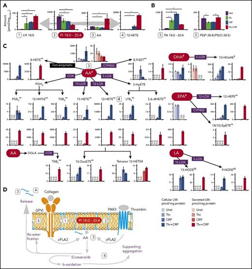 Figure 5. Mediator production and release in platelets is stimulus dependent and centered. (A) Concentration (pmol/mgprotein) of 12-HETE, arachidonic acid and PI 18:0-20:4. (B) Bar graphs of various mediator precursors during different stimuli. (C) Analyzed mediators in platelets and their corresponding secretome level. Bar graphs with black-framed colors display mediators in platelets; bars with red-framed colors indicate mediators in the corresponding secretome. (D) Measured lipid regulation during platelet activation. The absolute quantities are reported in pmol/mgprotein. Data were combined from 3 independent experiments, displayed as mean values, and the error is represented as standard deviation of the mean. #The lipid class of free FAs (FFA); ##Eicosanoids; §Docosanoids; §§Octadecanoids. N.D., not detectable.