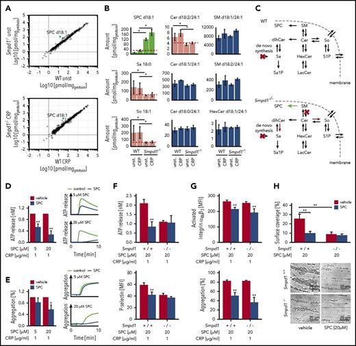 Figure 6. Quantitative lipidomics reveals SPC dysregulation at the trans-Golgi network in the Smpd1−/− mouse strain. (A) Correlation of murine lipid concentrations between wild-type (WT) and acidic sphingomyelinase knockout (Smpd1−/−) mutant mice in resting platelets (top panel) and after stimulation with CRP (1 µg/mL; bottom panel). (B) Regulated and nonregulated SLs in resting and activated platelets. Data from 3 independent experiments were combined. (C) SL metabolism in WT and Smpd1−/− mice indicates a shift toward lysosphingomyelin. (D) ATP release in murine wild-type platelets pretreated with SPC or vehicle control for 2 minutes followed by a stimulation with CRP. Arithmetic means ± SEM (n = 6; left side) and characteristic graphs (right side) are shown. (E) Platelet light transmission aggregometry in murine wild-type platelets pretreated with SPC or vehicle control followed by a stimulation with CRP. Arithmetic means ± SEM (n = 6; left side) and characteristic graphs (right side) are shown. (F) Platelet secretion of dense (ATP release) and α (P-selectin) granules in Smpd1+/+ and Smpd1−/− platelets in the presence of SPC (20 µM) or vehicle control. (G) Platelet integrin αIIbβ3 activation (top panel) and aggregation (bottom panel) of Smpd1+/+ and Smpd1−/− platelets in the presence of SPC or vehicle control following stimulation with CRP. (H) Arithmetic means ± SEM (n = 6; top panel) and representative phase-contrast images (bottom panel) of platelet surface coverage after perfusion from blood from Smpd1−/− and wild-type mice over a collagen-coated surface (200 µg/mL) for 5 minutes in the presence (gray bars) or absence (black bars) of SPC and at a shear rate of 1700−sec. Scale bar equals 20 µm. *(P < .05) and **(P < .01) indicate statistically significant differences. LacCer, lactosylceramide; S1P, sphingosine-1-phosphate; Sa, sphinganine; Sa1P, sphinganine-1-phosphate; SEM, standard deviation of the mean; So, sphingosine.