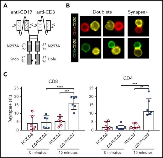 Figure 1. CD19/CD3-scFv-Fc promotes synapse formation between CLL cells and autologous T cells. CLL PBMCs from treatment-naïve patients were cultured with either CD19/CD3-scFv-Fc or HER2/CD3-scFv-Fc for 15 minutes. Cells were then stained with labels against CD8, CD4, and CD20, and frequency of CLL cell/T-cell synapses was measured using multispectral fluorescence imaging. (A) Schematic of CD19/CD3-scFv-Fc, illustrating the combination of human anti-human CD19 scFv and humanized mouse anti-human CD3 scFv via a mutated Fc domain of human immunoglobulin G1. The CH2 aglycosylation (N297A) and CH3 knob (S354C and T366W) and hole (Y349C, T366S, L368A, and Y407V) mutations in the Fc region are indicated. (B) Representative images of CLL cell/T-cell doublets, or cells captured in the same imaging frame not considered to be in synapse (doublets), and true CLL cell/T-cell synapses with overlapping CD20 and CD8 or CD4 signals (synapse+), at ×60 magnification. (C) Quantitative results depicting the percent of CD8 or CD4 T cells found in synapse with CLL cells by treatment condition. Mean and 95% CI are shown. Asterisks indicate statistical significance using paired Student t tests. **P < .01; ***P < .001; ****P < .0001. CD19/CD3, CD19/CD3-scFv-Fc; H2/CD3, HER2/CD3-scFv-Fc.