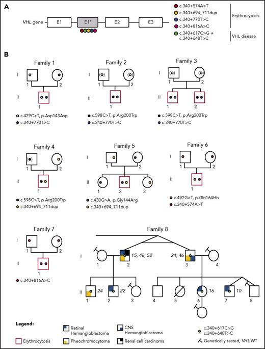 Figure 2. Identification of mutations in the new VHL cryptic exon in 7 families with erythrocytosis and a large family with VHL disease. (A) Schematic representation of the VHL gene and location of the identified mutations in the new VHL cryptic exon E1′. (B) Pedigree of families with erythrocytosis or VHL disease. The genotypes were elucidated by sequencing both parents and proband (F1, F5, and F6), deduced by sequencing of 1 parent and proband (F4; the mutation deduced in brackets), or deduced from allele cloning of proband carrying the conserved Chuvash mutation and core haplotype (F2 and F3), confirming the transmission of the mutations by 1 of each parent (for F2 and F3, the identity of the transmitting parent being unknown, the mutation is represented by a white circle in brackets). The genotype of parents from F7 was elucidated from WGS data. The numbers in italics (F8) indicate the age of the patient at tumor diagnosis. CNS, central nervous system.