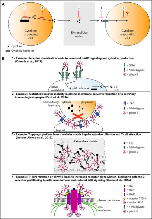 Figure 1. Levels of galectin regulation of cytokines. (A) 1, Cytokine transcription and production; 2, cytokine secretion; 3, cytokine diffusion in the extracellular media; 4, cytokine binding to its receptor and receptor mobility; 5, cytokine/receptor signaling. (B) Detailed examples for levels of galectin regulation of cytokines shown in panel A.