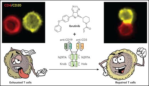 T cells in CLL exhibit features of exhaustion and functionally, both CD4 (shown in upper right panel) and CD8 (not shown) cells form ineffective immune synapses with CD20-expressing CLL cells. Treatment with ibrutinib repairs the observed T-cell defects so that when combined with the action of the bispecific antibody, we see repaired T cells with increased effector function and marked increase the ability of the T cells to form in immune synapses with the CLL cells (upper right panel) and induce leukemia cell killing. Professional illustration by Patrick Lane, ScEYEnce Studios.