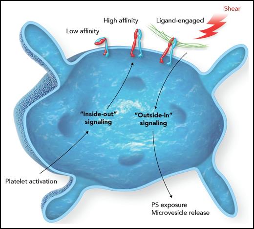 The platelet integrin αIIbβ3 resides in a low-affinity state that transitions to a high-affinity state for ligand binding upon platelet activation. This transition is mediated by inside-out signaling. Once bound by a ligand, such as fibrinogen, outside-in pathways are triggered to support more platelet changes, such as spreading and clot retraction. The work by Pang et al demonstrates outside-in signaling is facilitated by shear forces on the integrin mediated by an intracellular G protein that ultimately increases the procoagulant potential of the platelet. PS, phosphatidylserine.