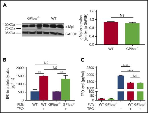 Figure 2. GPIbα−/− platelets do not have increased c-Mpl density or enhanced TPO clearance function. (A) Representative immunoblots (left panel) and densitometry (right panel) of TPO receptor (c-Mpl) expression relative to glyceraldehyde-3-phosphate dehydrogenase (loading control) in GPIbα−/− and WT BALB/c platelets (n = 6). ELISA-determined TPO levels from platelet lysates (internalized TPO) of GPIbα−/− and WT BALB/c mice (B) and cultured supernatant supplemented with recombinant TPO following a 1-hour incubation of GPIbα−/− or WT platelets (C) (n = 6). **P < .01, ****P < .0001. NS, not significant.