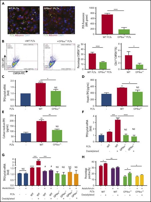 Figure 5. GPIbα−/− platelets exhibit impaired binding to hepatocytes and do not significantly induce hepatic TPO generation in vitro. FL83B cells (murine hepatocytes) were cocultured with CMFDA-labeled (A-B) or nonlabeled (C-E) WT or GPIbα−/− platelets (1:20 ratio) for 24 hours. (A) Representative immunofluorescence images of CMFDA-stained platelets bound to hepatocytes. Blue = 4′,6-diamidino-2-phenylindole (DAPI; nuclear counterstain), green = CMFDA-stained platelets, red = albumin (hepatocyte marker). Scale bars, 20 µm. Quantification of CMFDA-stained platelet–hepatocyte adherence presented as platelet mean fluorescence intensity (MFI) per field, analyzed from 3 individual experiments of 3 randomly selected fields. (B) Flow cytometry analysis of hepatocyte-associated CMFDA-stained platelets, quantified as CMFDA-stained platelet–positive hepatocytes. Alexa Fluor 647–conjugated anti-CD61 antibody was subsequently used to stain the hepatocyte surface-bound platelets (CD61+ population). TPO protein concentration was quantified by ELISA in hepatic cell lysates (C) and culture medium (D). (E) TPO mRNA expression in hepatocytes was measured by RT-qPCR (n = 3; 3 individual experiments in triplicate). (F-H) Platelets from the indicated strains (WT and GPIbα−/−) were incubated with FL83B cells for 24 hours. In some instances, platelets were desialylated with neuraminidase. (F-G) FL83B cellular TPO mRNA expression was measured by RT-qPCR. (G-H) Asialofetuin, a competitive blocker of AMR, was added as indicated. (H) The CMFDA-platelet–positive population was gated and quantified by flow cytometry to evaluate platelet binding or uptake by hepatocytes following desialylation. *P < .05, **P < .01, ***P < .001, ****P < .0001 vs platelet-negative control, #P < .05 vs asialofetuin-positive platelet-negative control. NS, not significant.