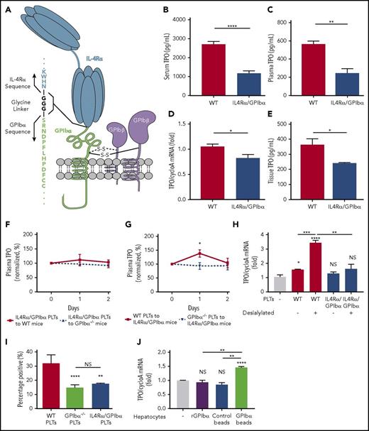 Figure 6. The extracellular domain of GPIbα is required for hepatic TPO generation. (A) Representative diagram of the IL4Rα/GPIbα-tg receptor. ELISA-determined serum (B) and plasma (C) TPO levels (1:2 dilution) in WT and IL4Rα/GPIbα mice (C57BL/6J background, n = 5). TPO mRNA levels were measured via RT-qPCR (D) and TPO protein concentrations were measured by ELISA (E) (n = 6) in WT and IL4Rα/GPIbα-tg mice hepatic tissue. Plasma TPO levels were measured by ELISA at the indicated time points following transfusion of 2.5 × 108 IL4Rα/GPIbα platelets into WT or GPIbα−/− mice (F) or 2.5 × 108 WT or GPIbα−/− platelets into IL4Rα/GPIbα-tg mice (G). Values are normalized to TPO levels on day 0 (100%) (n = 3). (H) Platelets from IL4Rα/GPIbα mice were incubated with FL83B cells for 24 hours after which FL83B cellular TPO mRNA expression was measured by RT-qPCR. In some instances, platelets were desialylated with neuraminidase. (I) Flow cytometry analysis of hepatocyte-associated platelets (WT, GPIbα, and IL4Rα/GPIbα) quantified as CMFDA-stained platelet–positive hepatocytes. (J) TPO mRNA expression in hepatocytes was measured after incubation with recombinant GPIbα-coupled beads compared with control beads and recombinant GPIbα alone. *P < .05, **P < .01, ***P < .001, ****P < .0001. NS, not significant.