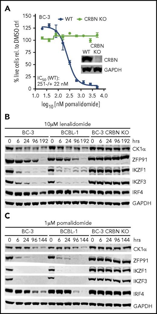 Figure 2. Treatment of PEL cell lines with lenalidomide and pomalidomide leads to degradation of neosubstrates IKZF1, IKZF3, ZFP91, and CK1α in a CRBN-dependent manner. (A) IC50 curves in parental BC-3 or a BC-3 clone with CRISPR-inactivated CRBN (n = 3; error bars represent standard error of the mean). Inset: western blot analysis of BC-3 and the CRBN knockout (KO) clone. (B-C) Quantitative western blot analysis of CK1α, ZFP91, IKZF1, IKZF3, and IRF4 expression at the indicated time points after treatment of BC-3, BCBL-1, or BC-3 CRBN KO cells with 10 μM of lenalidomide (B) or 1 μM of pomalidomide (C). Glyceraldehyde-3-phosphate dehydrogenase (GAPDH) served as loading control. Supplemental Figure 1 shows growth curve and quantitative analysis. WT, wild type.