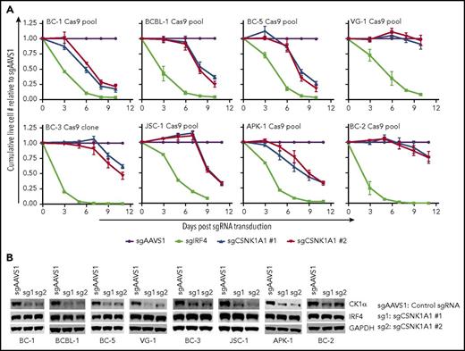 Figure 3. CK1α is essential for the survival of a majority of PEL cell lines. (A) Growth curve analyses of a panel of 8 Cas9-expressing PEL cell lines after transduction of 2 independent sgRNAs targeting CK1α. All cell lines were Cas9-transduced cell pools, except for BC-3/Cas9, which is a Cas9-expressing clone (described in “Methods”). sgIRF4 was included as a positive control and confirms that IRF4 is essential in all 8 PEL cell lines (supplemental Figure 3A). Cumulative live cell counts were normalized to those from cells transduced with the negative control guide sgAAVS1. Final reduction in live cell numbers after CK1α inactivation was statistically significant, except for BC-2 and VG-1 (n ≥ 3; all error bars represent standard error of the mean). (B) Representative western blot analyses confirm efficient CRISPR-induced inactivation of CK1α and demonstrate lack of regulation of IRF4. GAPDH served as loading control. Samples for westerns were taken at the end of the growth curves, except for BC-1, BC-2, and BC-5 (day 6).