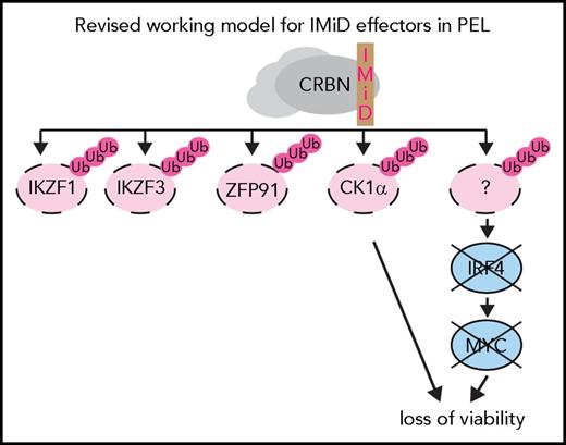 Figure 7. Revised model for mechanism of action of IMiDs in PEL cells. Lenalidomide and pomalidomide trigger inconsequential degradation of neosubstrates IKZF1, IKZF3 and ZFP91. The degradation of the neosubstrate CK1α and the IKZF1- and IKZF3-independent loss of IRF4 expression upon IMiD treatment represent separate arms of IMiD toxicity.