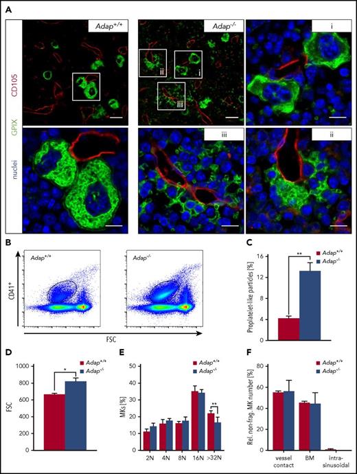 Figure 3. Release of (pro)platelet-like particles into the BM compartment of Adap−/−mice. (A) Representative confocal microscopy images of immunostained cryosections from femura of control and ADAP-deficient mice. Sinusoides (red, CD105), MKs (green, GPIX), and nuclei (blue, DAPI). Scale bars represent 30 µm and 10 µm (insets). (B-D) Gating strategy and analysis of (pro)platelet-like particles (CD41+) in the BM by flow cytometry. Values are mean ± SD (n = 3). **P < .01; *P < .05. (E) Ploidy level of BM MKs was assessed by flow cytometry. Values are mean ± SD (n = 6; **P < .01). (F) Analysis of localization of nonfragmented MKs in the BM based on cryosections. Three categories were defined: vessel contact (MKs with contact to sinusoids); BM (MKs in the BM compartment with no contact to sinusoids) and intrasinusoidal (MKs inside the sinusoid lumen). Values are mean ± SD. Three cryosections per femura from each genotype (3 vs 3 mice) and at least 5 images per cryosections were analyzed.