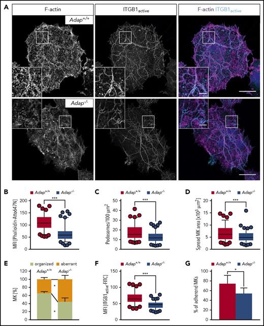 Figure 6. Defective F-actin organization and β1 integrin activation in ADAP-deficient MKs upon spreading on Horm collagen. (A) Representative confocal images of cultured control and ADAP-deficient MKs 3 hours after spreading on Horm collagen, and stained for F-actin and active ITGB1 (β1 integrin). Scale bars represent 30 µm and 5 µm (inset). (B) Mean fluorescence intensity of F-actin (B) and active ITGB1 (F), and density of podosomes (C) in the lowest optical section of spread MKs. Area (D) and F-actin organization along collagen fibers (E) of spread MKs. (A-F) 100 MKs per genotype were analyzed. Box-and-whiskers plots display 5 and 95 percentiles. Data points below and above the whiskers are shown as individual points. The line in the middle of the box is plotted at the median (***P < .001). (G) Relative adhesive MKs in percent after 3 hours; representative graph from 2 independent experiments. Two biological replicates and 3 technical replicates were analyzed per experiments (*P < .05).