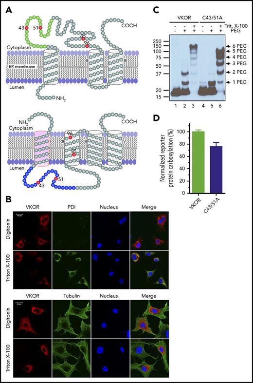 Figure 1. Membrane topology of human VKOR. (A) The proposed 3-TM (based on Tie et al15) and 4-TM (based on Li et al16) topology models of human VKOR. Cysteine residues (C43, C51, C85, and C96) in the disputed loop sequence are marked in red. Cysteine residues (C16, C132, and C135) located within the TM helices are not shown. The loop sequence (A34-W59) specifically recognized by a VKOR antibody is marked green in the 3-TM model and blue in the 4-TM model. (B) Localization of the disputed loop sequence of human VKOR by immunofluorescence confocal microscopy in live mammalian cells. COS-7 cells expressing wild-type human VKOR were either selectively or fully permeabilized with digitonin or Triton X-100, respectively. Cytoplasmic proteins are accessible to antibody staining after selective permeabilization with digitonin, whereas ER lumen proteins are accessible for staining after full permeabilization with Triton X-100. Cells were coimmunostained with anti-VKOR (red) and anti-PDI (green) antibodies (top panel) or with anti-VKOR (red) and anti-tubulin (green) antibodies (bottom panel). The cell nucleus was stained by Hoechst 33342 (blue). (C) PEGylation of the cytoplasmic-accessible cysteines of VKOR with a membrane-impermeable maleimide polyethylene glycol (mPEG-MAL-5000). C-terminal FLAG-tagged VKOR or its C43/51A mutant was stably expressed in HEK293 cells. Intact microsomes were prepared and labeled with mPEG-MAL-5000 with/without Triton X-100 permeabilization. VKOR bands were visualized by western blot analysis. (D) Cell-based activity assay of VKOR and its C43/51A mutant. Data are presented as mean ± standard deviation (SD) (n = 3).