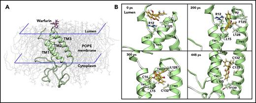 Figure 2. MD simulation of warfarin binding to VKOR. (A) The initial position of warfarin and the 3-TM VKOR in 1-palmitoyl-2-oleoyl-phosphatidylethanolamine (POPE) lipid bilayer in the ionic water environment. For clarity, water molecules and ions are not shown. Warfarin was added to the ER lumen of VKOR (structure of the last snapshot of the 62-nanosecond simulation according to Wu et al17), and equilibrated for 40 nanoseconds using unconstrained conventional MD simulation. (B) Snapshots of the steered MD simulation of warfarin accessing the putative binding site of VKOR during 448 picoseconds. For clarity, water, ions, and lipids molecules are not shown. Key residues, encountered during warfarin accessing the binding site in VKOR, are labeled and displayed using stick diagrams.
