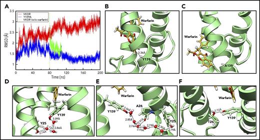 Figure 4. Unconstrained MD simulation of warfarin binding to VKOR, Y139A, and A26T mutants. (A) The backbone RMSD profiles of VKOR (red) and the Y139A mutant (blue) during the 200-nanosecond unconstrained MD simulation. The green curve shows the backbone RMSD profile of wild-type VKOR when warfarin is removed at the 80-nanosecond time point and the structure is reequilibrated before additional simulation. (B) Warfarin binding to wild-type VKOR at the last snapshot of the 200-nanosecond unconstrained MD simulation. A T-shaped π-π stacking interaction between warfarin and Y139 is shown (nearest carbon-carbon distance of 3.36 Å). (C) Warfarin binding to the Y139A mutant at the last snapshot of the 200-nanosecond unconstrained MD simulation. Warfarin drifts away from its initial site. (D) Configuration of Y25, Y139, and warfarin at the last snapshot of the 448-picosecond steered MD simulation. Y25 stabilizes Y139 by forming a hydrogen bond network via water molecules from the environment. (E) Warfarin-binding pocket at the 24-nanosecond snapshot of the unconstrained conventional MD simulation. Y139 was stabilized by forming a new hydrogen bond network via water molecules with the backbone of A26. (F) Configuration of the warfarin-binding pocket of the A26T mutant at the 200-nanosecond snapshot of the unconstrained conventional MD simulation. Y139 was stabilized by directly forming a hydrogen bond with A26T.