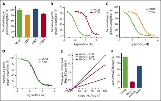 Figure 5. Functional study of VKOR and its mutants. (A) Cell-based activity assay of VKOR and its mutants. Data are presented as mean ± SD (n = 3). Warfarin-resistance study of the Y139A mutant (B), the Y25A mutant (C), and the A26T mutant (D) were performed by culturing the VKOR/VKORC1L1-knockout FIXgla-PC/HEK293 reporter cells expressing the individual mutant with 5 µM KO containing increasing concentrations of warfarin. Warfarin resistance, as determined by IC50, is available in supplemental Table 2. (E) The response of apparent Vmax to VKOR concentrations in the presence and absence of warfarin. Apparent Vmax was determined under different enzyme concentrations, with 0 nM, 2 nM, and 10 nM warfarin. VKOR concentrations were controlled by seeding different numbers of the reporter cells into the multiwell cell culture plate. Because the reporter cell line was derived from a single cell colony, we assume that each individual cell has a similar expression level of the endogenous VKOR, and VKOR concentration is proportional to the cell numbers. (F) Removal of warfarin from the VKOR-warfarin complex. VKOR-containing microsomes were incubated with 30 µM warfarin on ice for 30 minutes; warfarin was then removed by dilution and ultracentrifugation for activity assay. VKOR, VKOR-containing microsomes; VKOR+warfarin, VKOR-containing microsomes incubated with 30 µM warfarin; Wash, warfarin-treated VKOR-containing microsomes after wash.