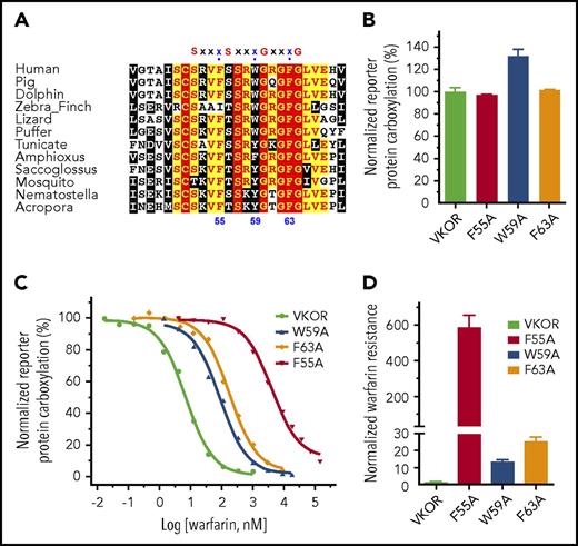 Figure 6. Functional study of the aromatic residues in the small-XXX-small motifs of the loop sequence in VKOR. (A) Multiple sequence alignment of VKOR near the small-XXX-small motifs of the loop sequence. Amino acid sequences of VKOR from widely divergent species were aligned by CLUSTAL W. Conserved aromatic residues are indicated by numbers according to the position of amino acid residues in the human VKOR sequence. (B) Cell-based activity assay of the aromatic residue mutants of VKOR. (C) Warfarin-resistance study of the aromatic residue mutants of VKOR, performed as described in the legend for Figure 5. (D) Normalized warfarin resistance of the aromatic residue mutants of VKOR. Warfarin sensitivity of wild-type VKOR was normalized to 1. Warfarin resistance, as determined by IC50, is available in supplemental Table 2.