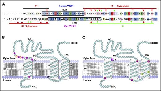 Figure 7. Membrane protein topology determinants and the proposed 3-TM membrane topology for human VKOR. (A) Charged residue distribution flanking TM1 of human VKOR and Syn-VKOR. Positively charged residues are indicated by red arrowheads and negatively charged residues are indicated by filled green circles. Net charges flanking TM1 of both proteins are indicated. Boxed sequences represent the proposed TM1 according to Tie et al15 and Li et al16. Sequence alignment was adapted from Li et al16. (B) Distribution of charged residues flanking TM1 in the proposed 3-TM structure of human VKOR. Positively and negatively charged residues are highlighted and labeled with single letter amino acid abbreviations. (C) Distribution of the membrane interfacial anchors in the proposed 3-TM structure of human VKOR. Membrane interfacial residues and active site cysteine residues are highlighted and labeled with single letter amino acid abbreviations.