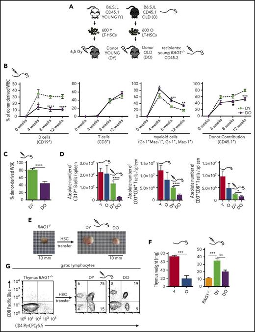 Figure 1. Transplantation of DY and DO HSCs in RAG1−/− recipients. (A) Schematic representation of the experimental setup: 600 HSCs were isolated from young (Y) and old (O) B6.SJL (CD45.1) mice and subsequently transplanted into irradiated young RAG1−/− (CD45.2) recipients. (B) Contribution of DY and DO HSCs (CD45.1) to white blood cells was analyzed in peripheral blood every 4 weeks up to 12 weeks (DY, DO, n = 15). (C) 12 weeks posttransplantation, recipient mice were scarified and donor contribution to total white blood cells in spleen was analyzed (DY, n = 16; DO, n = 19). (D) Absolute number of donor-derived splenic CD19+ B cells, CD3+CD4+ and CD3+CD8+ T cells in recipient animals and nontransplanted young and aged B6.SJL mice (Y, n = 8; O, n = 7; DY, n = 16; DO, n = 19). (E) Representative gross anatomy of thymi taken from a nontransplanted RAG1−/− mouse and RAG1−/− recipients transplanted with DY or DO HSCs. (F) Weight of thymus glands isolated from nontransplanted young and aged B6.SJL mice, RAG1−/− mice, and RAG1−/− recipients transplanted with DY and DO HSCs (Y, n = 4; O, RAG1−/−, n = 3; DY, n = 5; DO, n = 8). (G) Representative thymic profile of nontransplanted RAG1−/− mice and RAG1−/− hosts of DY and DO HSCs. Total thymic cells from transplanted and nontransplanted animals were analyzed for CD4 and CD8 expression, using flow cytometry. CD4+, CD8+, and CD4+CD8+ T cells were gated as mononucleated cells within the lymphocyte population. *P < .05; **P < .01; ***P < .001; and ****P < .0001. (B) Two-tailed unpaired Student's t-test, mean ± SEM. (C-D) Two-tailed unpaired Student's t-test, mean + SEM. (D) Only means of nontransplanted young vs aged mice and recipients of DY vs DO HSCs were compared statistically. (F) Two-tailed unpaired Students's t-test, one-way ANOVA, mean + SEM.