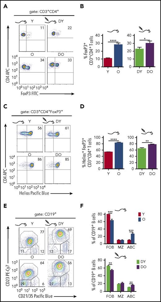 Figure 3. Regulatory T- and B-cell subsets in HSC transplanted RAG1−/− mice. To identify regulatory T cells, splenocytes were stained for surface expression of CD3 and CD4 as well as intracellular FoxP3 expression. Representative graphs of individual stains for FoxP3 as well as quantification of FoxP3+ cells within the CD3+CD4+ population are shown in (A) and (B), respectively (Y, n = 8; O, n = 7; DY, n = 15; DO, n = 17). Regulatory T cells coexpressing the Ikaros zinc finger transcription factor Helios were identified within the FoxP3+ population. (C) Representative dot plot profiles of the underlying flow cytometric analysis and (D) quantification of Helios+ regulatory T cells within the FoxP3+ population (Y, n = 5; O, n = 5; DY, n = 4; DO, n = 7). For characterization of splenic B cells, CD19+ cells from young and old nontransplanted B6.SJL mice and RAG1−/− recipients of DY and DO HSCs were stained for follicular B cells (FOB; CD21/35+CD23+), marginal zone B cells (MZ; CD21/35highCD23−), and age-associated B cells (ABC; CD21/35−CD23−). Shown are representative graphs of individual stains (E) and quantification of these B-cell populations within the total CD19+ population (Y, n = 8; O, n = 7; DY, n = 13; DO, n = 16) (F). *P < .05; **P < .01; ***P < .001; ****P < .0001, 2-tailed unpaired Student's t-test, mean + SEM.