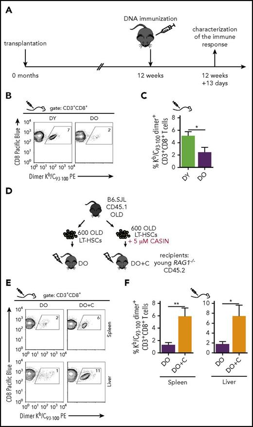 Figure 4. Priming CD8+ T-cell responses in HSC-transplanted RAG1−/− hosts by DNA vaccination. (A) Schematic representation of the experimental set-up: 12 weeks after transplantation, recipient mice were immunized with pCI/C DNA encoding the hepatitis B virus Core antigen. Thirteen days after immunization, splenic Kb/C93-100 dimer+ CD8+ T-cell frequencies were determined by flow cytometry. Representative graphs of individual stains as well as quantification of the KbC93-100 dimer staining are shown in (B) and (C), respectively (DY, n = 9; DO, n = 8). (D) Schematic representation of the experimental set-up. HSCs were isolated from old B6.SJL mice and cultured for 16 hours ± 5 µM CASIN. Subsequently, 600 HSCs were transplanted in subleathally irradiated young RAG1−/− mice. Twelve weeks after transplantation, recipient mice were immunized with the mammalian expression vector pCI/C. Thirteen days after immunization, transplanted mice were sacrificed and the percentage of Kb/C93-100 dimer+ cells was determined within the CD3+CD8+ population by flow cytometry. Quantification as well as representative graphs of the Kb/C93-100 dimer staining for spleen (DO, n = 11; DO+C, n = 9) and liver (DO, n = 8; DO+C, n = 6) are shown in (E) and (F), respectively. *P < .05; **P < .01, 2-tailed unpaired Student's t-test, mean + SEM.