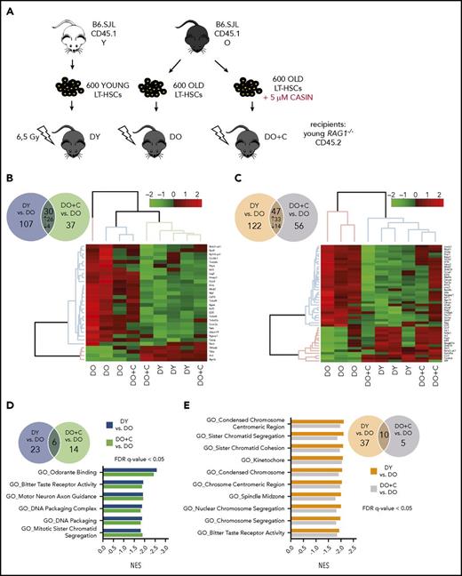 Gene expression profiles of naive CD4+T cells and CD19+B cells isolated from HSC-transplanted RAG1−/−mice. (A) Schematic representation of the experimental setup: HSCs were isolated from young and old B6.SJL (CD45.1) mice and cultured for 16 hours ± 5 µM CASIN. 600 HSCs were transplanted into sublethally irradiated young RAG1−/− (CD45.2) recipients. Twelve weeks after transplantation, naive CD4+ T and CD19+ B cells were isolated and RNA sequencing was performed (B) Venn diagram of significantly differentially expressed genes in naive CD4+ T cells between DY vs DO (blue circle) and DO+C vs DO (green circle). The heat map shows unsupervised clustering of the genes expressed differentially in the same direction between the 2 groups. (C) Venn diagram of significantly differentially expressed genes in CD19+ B cells between DY vs DO (orange circle) and DO+C vs DO (violet circle). Genes, differentially expressed in the same direction between the 2 groups, are depicted as heat map (unsupervised clustering). (D) Venn diagram shows GSEA of significantly enriched GO gene sets differentially expressed in naive CD4+ T cells between DY vs DO (blue circle) and DO+C vs DO (green circle). Normalized enrichment scores (NES) of GO categories differentially expressed in the same direction between the 2 groups are depicted. (E-F) Venn diagrams show GSEA of significantly enriched GO and REACTOME gene sets, respectively, differentially expressed in CD19+ B cells between DY vs DO (orange circle) and DO+C vs DO (violet circle). NES of GO and REACTOM categories differentially expressed in the same direction between the 2 groups are depicted. (G) GSEA enrichment plots of correlation between gene sets previously identified by Mirza et al.33 to be differentially expressed in naive CD4+ T cells from nontransplanted young and aged mice and differentially expressed genes between DY and DO HSC recipients as well as DO+C and DO recipients. DY, DO and DO+C, n = 3. (D-F) FDR q-value < 0.05; (G) FDR q-value < 0.25.