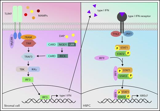 Figure 1. Proposed model of host signaling cascade in response to microbial signals to promote hematopoiesis. MAMPs activate the TLR pathway, and meso-diaminopimelic acid (DAP) activates the NOD1 pathway in stromal cells. The TLR and NOD1 pathways can cross talk at tumor necrosis factor receptor-associated factor 3 (TRAF3) and induce type I interferon (IFN) production. These type I IFNs can then activate the type I IFN pathway via signal transducer and activator of transcription 1 (STAT1) in HSPCs and activate a gene profile that is necessary to promote hematopoiesis.