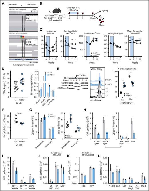 Figure 1. Widespread expression of Srsf2P95H/+ promotes leukocytosis and myeloid bias. (A) Srsf2P95H transcript expression in whole BM from a control and P95H animal. (B) Experimental outline and timeframe. (C) PB indices over 22 weeks after Cre activation. (D) PB leukocyte counts and lineage distribution at 24 weeks after Cre activation (n ≥ 6 per genotype per time point). (E) Histograms and expression of CD45RB isoform on splenocytes (n = 5+/+; n = 3 P95H+). (F) BM cellularity per femur. (G) Number and percentage of granulocytes and monocytes per femur. (H) Number of B cells and B-cell progenitor populations per femur. (I) Erythroid populations per femur. Number of phenotypic long-term (LT) and short-term (ST) stem-cell and multipotent progenitor (MPP) populations per femur based on lin−cKit+Sca1+CD34/Flt3 (J) or lin−cKit+Sca1+CD105/CD150 (K) phenotype. (L) Numbers of myeloerythroid progenitors per femur. (E-I) n = 5+/+; n = 3 P95H/+. Presented as mean ± standard error of the mean. Student t test. *P < .05, **P < .01, ***P < .001. CFU-E, colony-forming unit erythroid; GMP, granulocyte macrophage progenitor; IgM, immunoglobulin M; MkP, megakaryocyte progenitor; preMegE, premegakaryocyte erythroid progenitor.