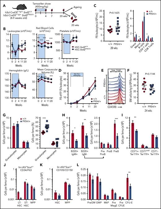 Figure 2. HSC-specific expression of Srsf2P95H/+ causes myeloid bias. (A) Experimental outline and timeline. (B) PB indices over 20 weeks after Cre activation. (C) PB leukocyte counts and lineage distribution at 20 weeks after Cre activation (n = 7-23 per genotype per time point). (D) PB eYFP levels over time (n = 7-23 per genotype per time point). (E) Histograms of CD45RB isoform expression on splenocytes of the indicated genotypes (n = 4+/+; n = 5 P95H/+). (F) BM cellularity per femur. (G) Number and frequency of granulocytes and monocytes per femur. (H) Number of B cells and B-cell progenitor populations per femur. (I) Erythroid populations per femur. Number of phenotypic LT-HSC, ST-HSC, and MPP populations per femur using the (J) lin−cKit+Sca1+CD34/Flt3 or lin−cKit+Sca1+CD105/CD150 (K) phenotype. (L) Numbers of myeloerythroid progenitors per femur. (F-K) n = 7+/+; n = 8 P95H/+. Presented as mean ± standard error of the mean. Student t test. *P < .05, **P < .01, ***P < .001. CFU-E, colony-forming unit erythroid; GMP, granulocyte macrophage progenitor; IgM, immunoglobulin M; MkP, megakaryocyte progenitor; preMegE, premegakaryocyte erythroid progenitor.