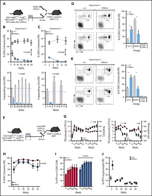 Figure 3. Srsf2P95H/+ HSCs have a competitive advantage when transplanted with age- and microenvironment-matched support BM. (A) Experimental outline. (B-C) PB chimerism and repopulating units from 2 independent competitive transplantation experiments with BM from R26-CreER Srsf2+/+ (control) and R26-CreER Srsf2P95H/+ animals at 24 weeks after Cre activation (n = 3-5 recipients per transplantation cohort per experiment). (D-E) Fluorescence-activated cell sorting plots for PB CD11b/Gr-1 populations and lineage distribution at 4 weeks posttransplantation from R26-CreER model. (F) Experimental outline for hScl-CreER model transplantation. (G) PB leukocytes, mean cell volume (MCV), red blood cell counts, and hematocrit over 50 weeks posttransplantation. (H) PB chimerism as measured by CD45.2 staining. (I) eYFP levels within the CD45.2+ fraction for each genotype. (J) Percentage of eYFP+ granulocytes in the PB over time. Presented as mean ± standard error of the mean. Student t test or analysis of variance with repeated measures. *P < .05, **P < .01. BMT, BM transplantation; CRU, competitive repopulating unit.