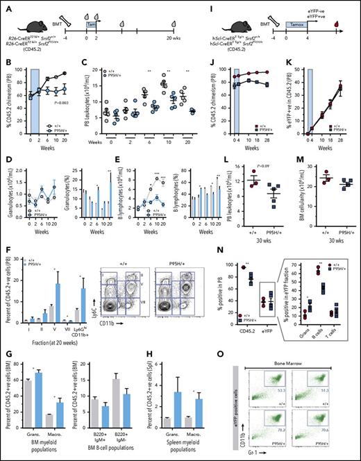 Figure 4. Intrinsic myeloid bias and impaired repopulation of Srsf2P95H/+ HSCs. (A) Experimental outline and timeframe for transplantation using R26-CreER model. (B) PB chimerism. (C) PB leukocyte counts in the recipients of R26-CreER Srsf2+/+ (control) and R26-CreER Srsf2P95H/+ BM over time. Number and percentage of donor-derived granulocytes (D) or B lymphocytes (E) in the PB over time. (F) Quantitation and representative fluorescence-activated cell sorting (FACS) plots of Ly6c/CD11b populations in the CD45.2 donor-derived PB populations: fraction I = Ly6Chi/Mac1−; fraction II = monocytes; fraction V = neutrophil precursors; fraction VII = macrophages. (G) Percentage of CD45.2+ granulocytes, macrophages, and B-cell populations in the BM, respectively. (H) Percentage of CD45.2+ granulocytes and macrophages in the spleen. (I) Experimental outline and timeframe for transplantation using hScl-CreER model. PB chimerism (J) and eYFP percentage (K) within the CD45.2 population over time. PB leukocyte counts (L) and BM cellularity (M) at 30 weeks posttransplantation. (N) Analysis of lineage distribution within the eYFP/CD45.2 population at 28 weeks after Cre activation. (O) FACS plots of the eYFP+ CD11b/Gr-1 populations in the BM of recipients of the indicated genotype. Presented as mean ± standard error of the mean; n = 5 recipients per genotype per transplantation model at initiation of transplantation. Student t test or analysis of variance with repeated measures. *P < .05, **P < .01, ***P < .001. BMT, BM transplantation.
