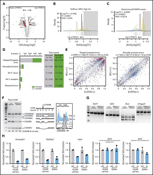 Figure 6. Altered in vivo gene expression and splicing caused by Srsf2P95H/+. (A) Volcano plot of differential gene expression in BM lin−cKit+eYFP+ cells isolated 20 weeks after tamoxifen cessation (n = 3 per genotype). (B-C) Pathway enrichment using Quantitative Set Analysis for Gene Expression analysis of data set from panel A. (D) Analysis of abnormal splicing events by type (BM lin−cKit+eYFP+ cells; 20 weeks after tamoxifen cessation; n = 3 per genotype). (E) Plots of inclusion events of cassette exons and mutually exclusive exons in the WT and knock-in (KI) samples. Gray dots = <5% difference between genotypes; blue dots = P < .05 and >5% difference between genotypes; red dots = q < 0.05 and >5% difference between genotypes. (F) Ptprc/Cd45 isoform at the transcript (left) and protein level of the CD45RB isoform on splenocytes from R26-CreER Srsf2+/+ and R26-CreER Srsf2P95H/+ animals. Polymerase chain reaction (PCR) or quantitative PCR analysis of indicated alternative splicing of the indicated transcripts in WT and KI samples from either splenocytes from R26-CreER tamoxifen treated animals (G) or tamoxifen-treated Hoxb8-immortalized myeloid progenitors (H) (n = 2 per genotype per sample type). Data expressed as normalized fold inclusion rate of the cassette exon compared with the exclusion product (WT ratio normalized to 1). FC, fold change; FDR, false discovery rate.
