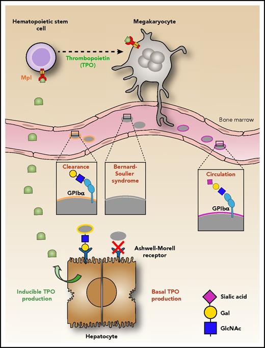 Platelet production begins in the bone marrow where the maturation of megakaryocytes, the platelet precursor cells, is driven by binding of TPO to its receptor, Mpl. Young platelets released in the circulation contain the GPIbα receptor in its fully glycosylated form, in which sialic acid (magenta diamond) covers galactose (yellow circle). Loss of sialic acid (desialylation) on GPIbα induces platelet clearance by the AMR on hepatocytes, thereby inducing the production of hepatic TPO. Xu et al show that platelets lacking GPIbα (as in Bernard-Soulier syndrome) are not recognized by the AMR; hence the production of TPO is reduced.1 Illustration by Leonardo Rivadeneyra, Blood Center of Wisconsin.