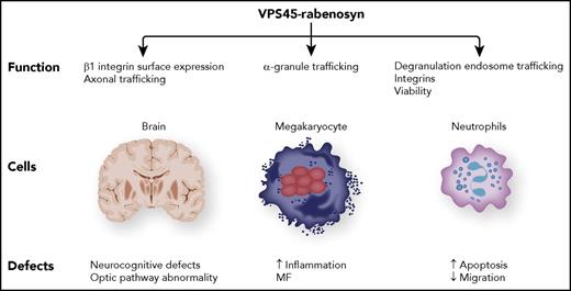 Multisystem functions of the VPS45-rabenosyn complex.