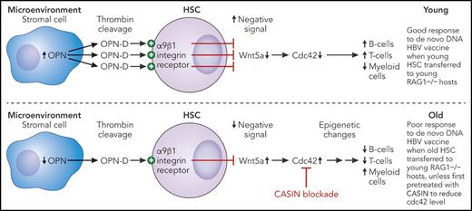 Shown are hypothetical dysregulated hematopoietic pathways in old bone marrow. In young mice, sufficient osteopontin fragment-D (OPN-D) is produced by thrombin cleavage of OPN from BM stromal cells to maintain tonic Wnt5a signaling such that Cdc42 levels are not raised. In old animals, however, lower availability of OPN-D allows higher expression of Wnt5a, which stimulates Cdc42 expression. This can be pharmacologically blocked by CASIN, resulting in normalization of epigenetic changes in HSCs otherwise associated with a skewing of immune cell output with fewer B-cell and T-cell progenitors, more myeloid cells, and poor vaccine responsiveness. The end result is that CASIN-treated old HSCs transferred to a young environment reconstitute an immune system with a distribution of B cells, T cells, and myeloid cells similar to that observed after transfer of young HSCs that is able to respond to de novo antigen challenge in the form of a DNA vaccine. Professional illustration by Patrick Lane, ScEYEnce Studios.