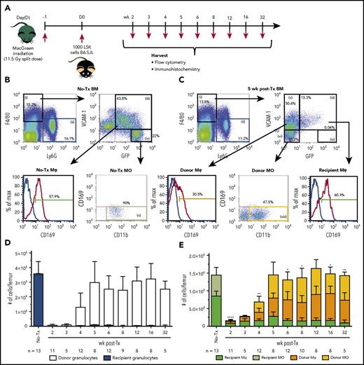 Figure 1. Recipient BM Mφs persist and expand posttransplantation. (A) Schematic of the experimental BM transplantation model. Lethally irradiated MacGreen recipient mice were transplanted with 1000 syngeneic B6.SJL LSK cells and harvested at indicated time points posttransplant. (B-C) Representative flow cytometry analysis of naive (B; no-Tx) and posttransplant (C; 5 weeks shown) recipient MacGreen BM (see supplemental Figure 2A-C for representative isotype control staining). F4/80+Ly6Gneg cells (gate i) were subsequently gated into VCAM-1+GFP+ cells (gate iii) that were predominantly CD169+ BM Mφ (dark green gate), VCAM-1negGFPhi cells (gate iv) consisted of CD169neg recipient monocytes (light green gate x), VCAM-1+GFPneg cells (gate v) consisted of donor BM CD169+ Mφs (orange gate), and VCAM-1negGFPneg cells (gate vi) contained CD169neg donor monocytes (yellow gate viii). Granulocytes were gated as F4/80negLy6G+ cells (gate ii), which in BM were uniformly GFP+ or GFPneg in no-Tx and posttransplant samples, respectively (not depicted). (D) Number of recipient (blue bars) and donor (white bars) granulocytes (gate ii) per femur across the transplantation time course. (E) Total number of recipient (dark green bars) and donor (orange bars) Mφs and recipient (light green bars) and donor (yellow bars) monocytes per femur across the transplantation time course. In panels D and E, data are presented as mean ± SD. Statistical analysis of recipient Mφs was performed using 1-way ANOVA Tukey’s multiple comparison test. In panel E, asterisks represent significant differences in recipient Mφ number compared with 5 weeks posttransplant (*P < .05, **P < .01, and ****P < .0001). Flow cytometry plots and histograms as well as associated gated cell percent frequencies are from a representative animal, and the percentage of positive cells is based on the preceding parent populations. Data are representative of 5 to 13 individual animal samples per time point from either 1 (weeks 3 and 32), 2 (week 5), or 3 (all other time points) biological replicate experiments. 300 000 events were collected from each experiment sample by flow cytometry. MO, monocyte; Tx, transplant.